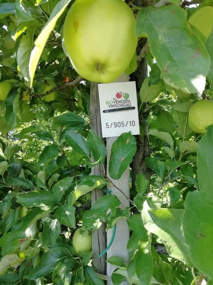 מלון מאלס ונוסטה Gasthaus Weisskugel מראה חיצוני תמונה
